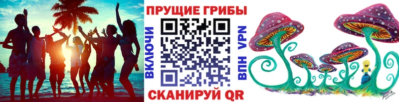 где можно купить наркотик  Каргат  дарк нет формула  Псилоцибиновые грибы Psilocybine cubensis 